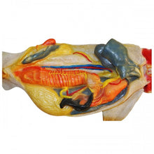 Load image into Gallery viewer, Pregnant Shark Model