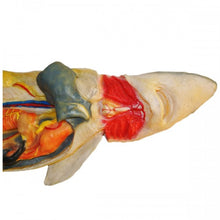 Load image into Gallery viewer, Pregnant Shark Model