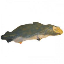 Load image into Gallery viewer, Pregnant Shark Model