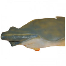 Load image into Gallery viewer, Pregnant Shark Model