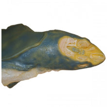 Load image into Gallery viewer, Pregnant Shark Model