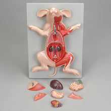 Load image into Gallery viewer, Altay Fetal Pig Model