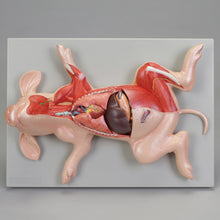Load image into Gallery viewer, Altay Fetal Pig Model