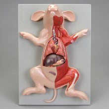 Load image into Gallery viewer, Altay Fetal Pig Model