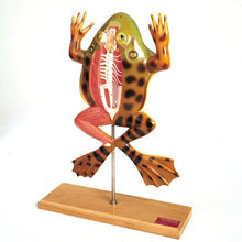 Load image into Gallery viewer, Junior American Bullfrog

