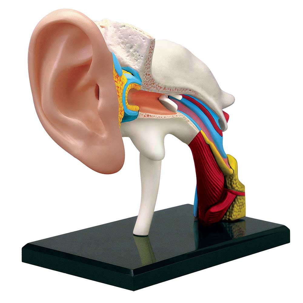 Ear: 4D Vision Human Ear Anatomy Model – The Science Bank