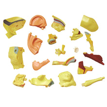 Load image into Gallery viewer, 4D Vision Human Ear Anatomy Model
