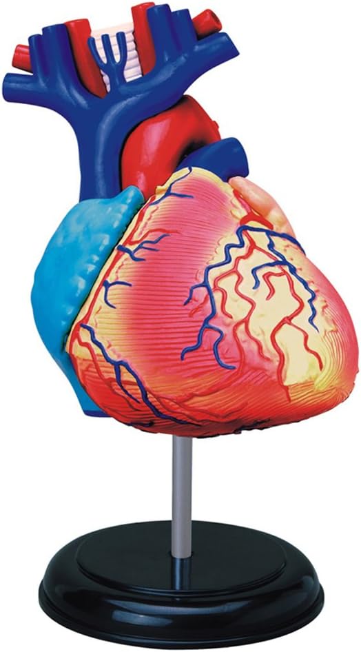 Heart: 4D Vision Human Heart Anatomy Model – The Science Bank