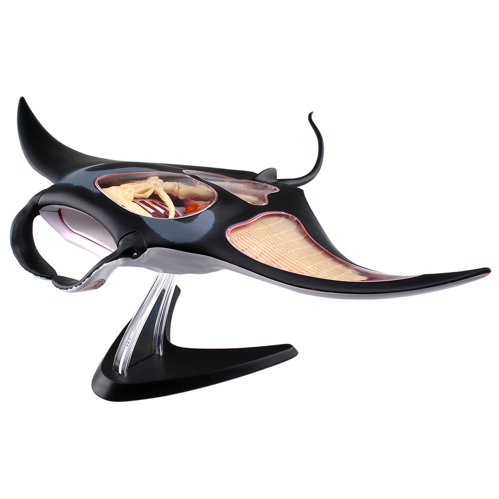 4D Vision Manta Ray Model – The Science Bank
