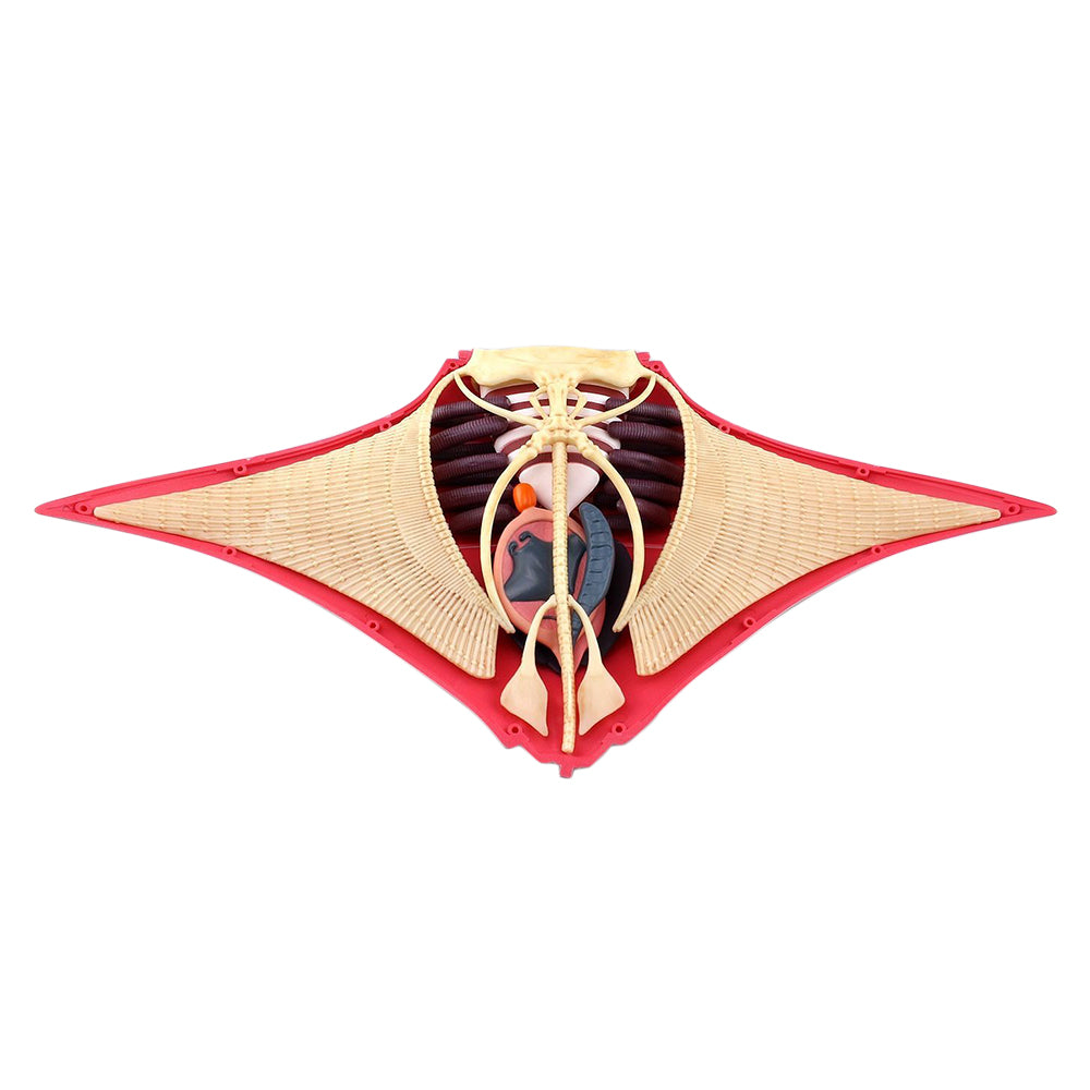 4D Vision Manta Ray Model – The Science Bank
