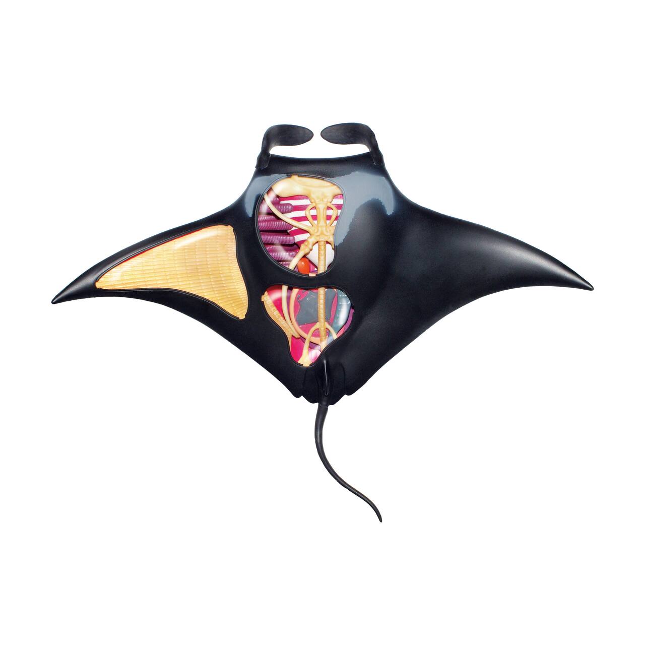 4D Vision Manta Ray Model – The Science Bank