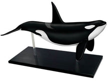 Load image into Gallery viewer, 4D Vision Orca Model
