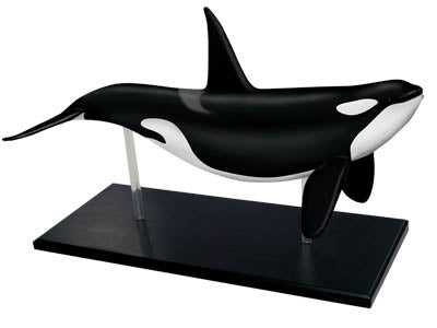 4D Vision Orca Model – The Science Bank
