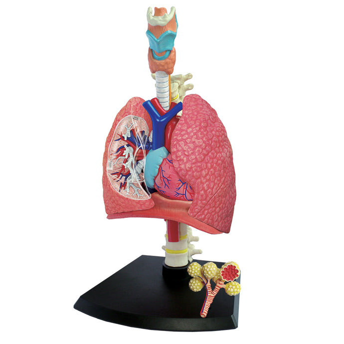 4D Vision Human Respiratory System Anatomy Model