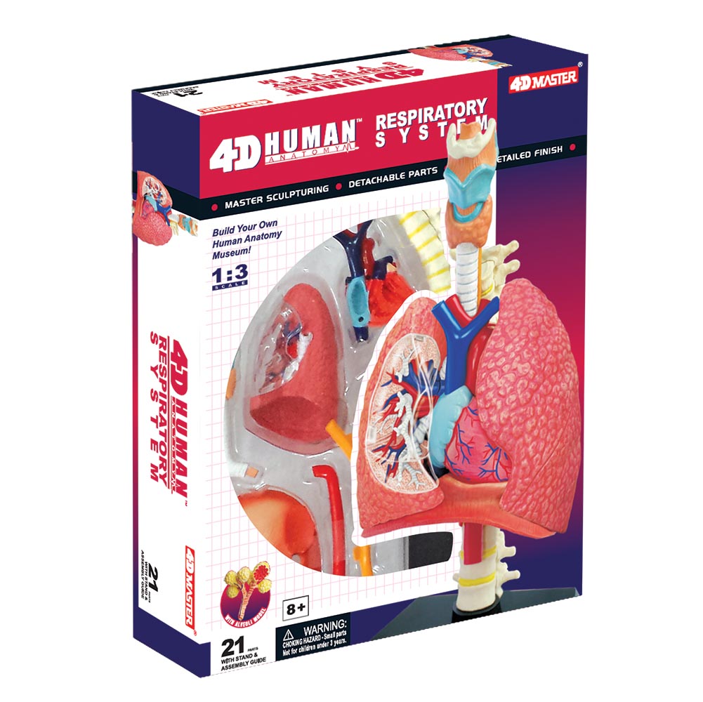 Mobestech 5-Piece Lung Breathing Model Kit - Transparent Anatomy Demo For Science Teaching - View #7