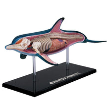 Load image into Gallery viewer, 4D Vision Dolphin Model
