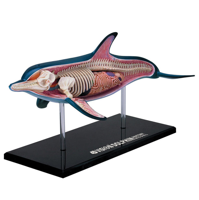 4D Vision Dolphin Model