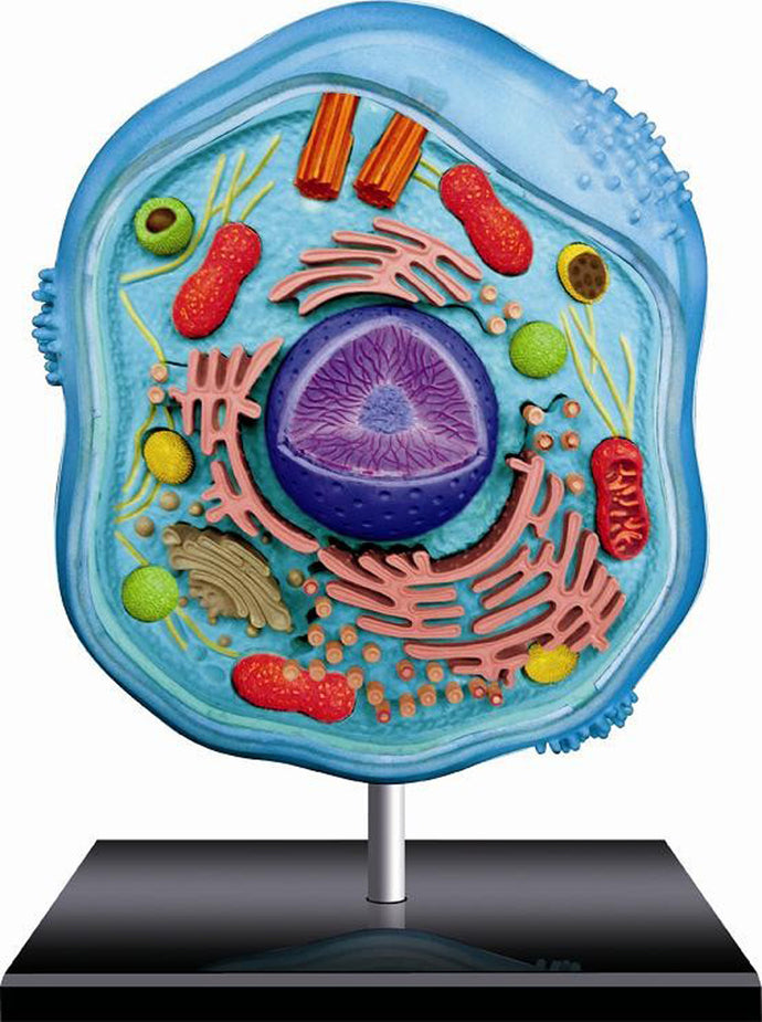 4D Vision Animal Cell Model