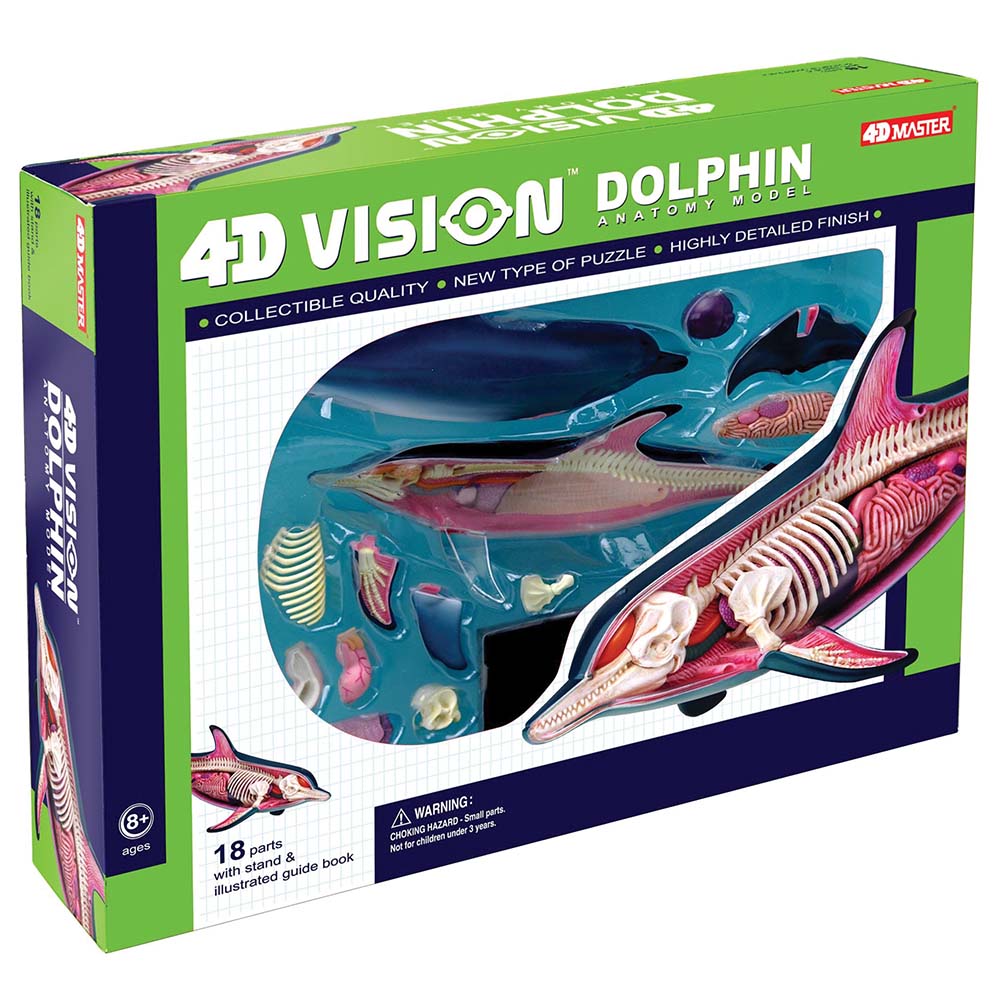 4D Vision Dolphin Model – The Science Bank