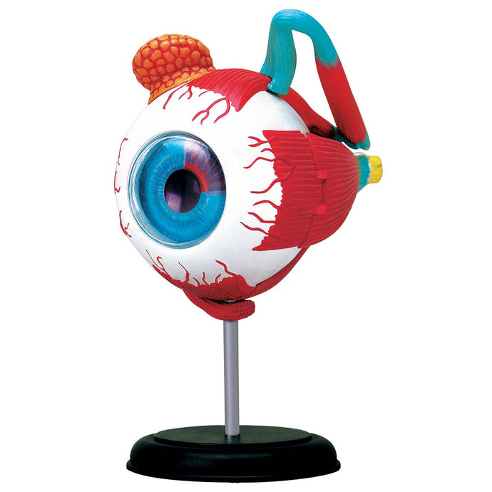 4D Vision Human Eyeball Anatomy Model