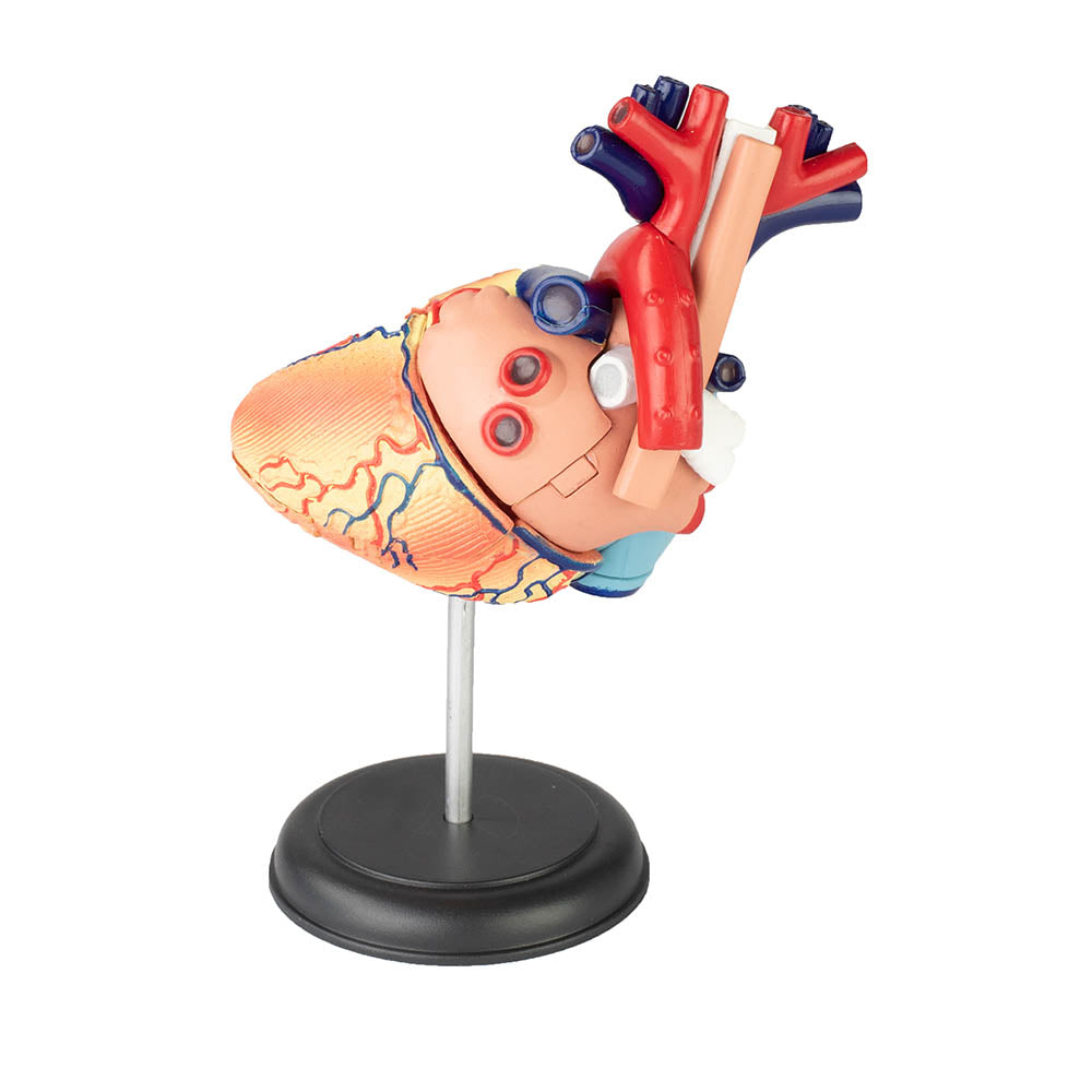 Heart: 4D Vision Human Heart Anatomy Model – The Science Bank