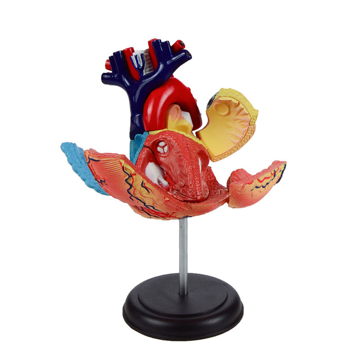 4D Vision Human Heart Anatomy Model