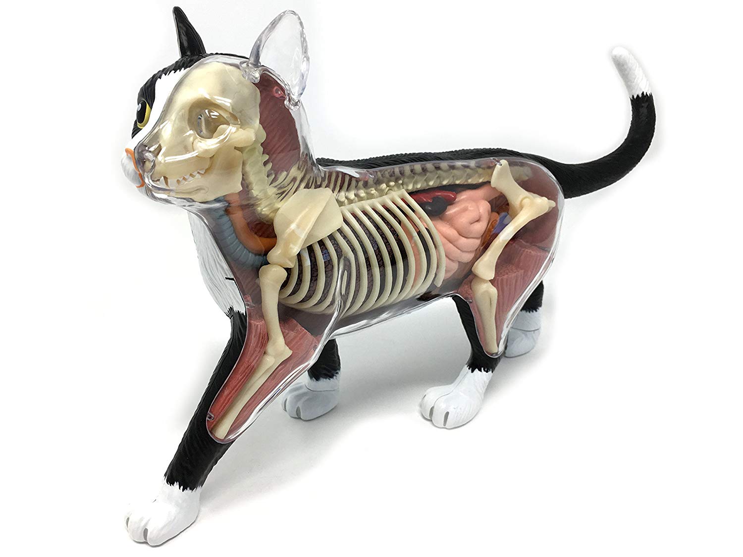 4D Vision Cat Model - Classroom Set – The Science Bank