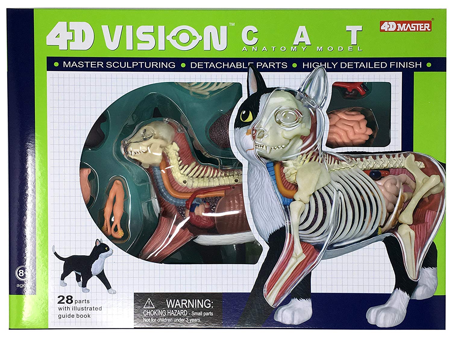 Cat Display Model 4D Vision Cat Model - Classroom Set â The Science Bank
