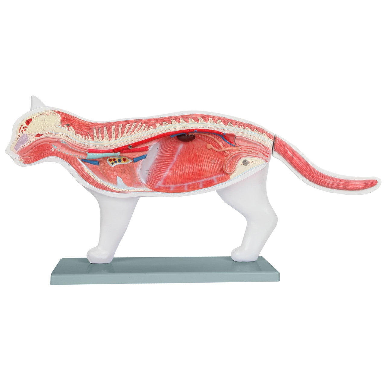 Feline Anatomy Model – The Science Bank
