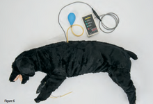 Load image into Gallery viewer, Advanced Sanitary CPR Dog

