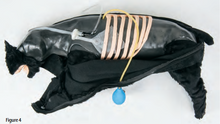 Load image into Gallery viewer, Advanced Sanitary CPR Dog
