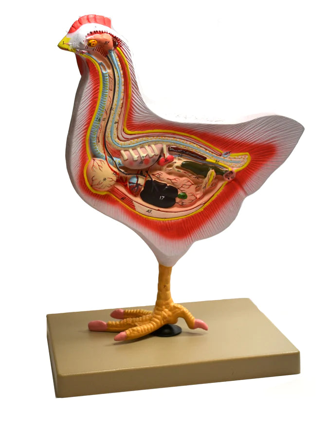 Anatomy Of Rooster Hen Anatomy, Illustration Stock Image C048/8783