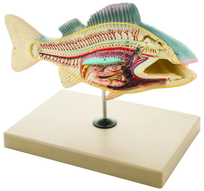 Fish Dissection Perch Model