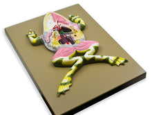 Load image into Gallery viewer, Eisco Frog Dissection Model, Mounted
