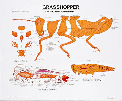 Grasshopper Anatomy Panel