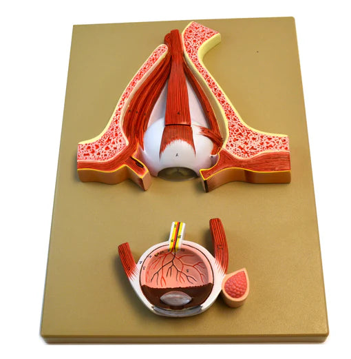 Human Eye Module Eye: Human Eye Demonstration Model – The Science Bank
