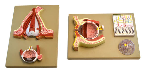 Human Eye Module Eye: Human Eye Demonstration Model – The Science Bank