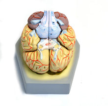 Load image into Gallery viewer, Brain: Human Brain, 9 Parts
