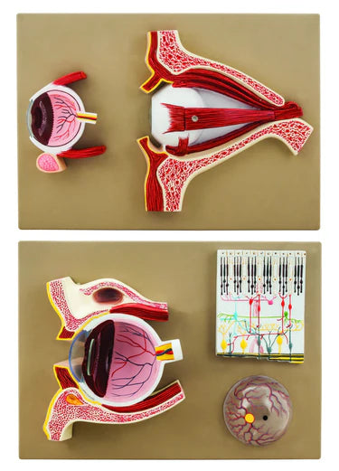 Eye: Human Eye Demonstration Model