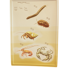 Load image into Gallery viewer, 3D General Zoology Charts - Invertebrates
