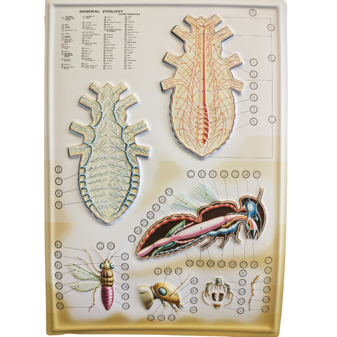 Simple Invertebrates 3D General Zoology Charts - Invertebrates – The Science Bank