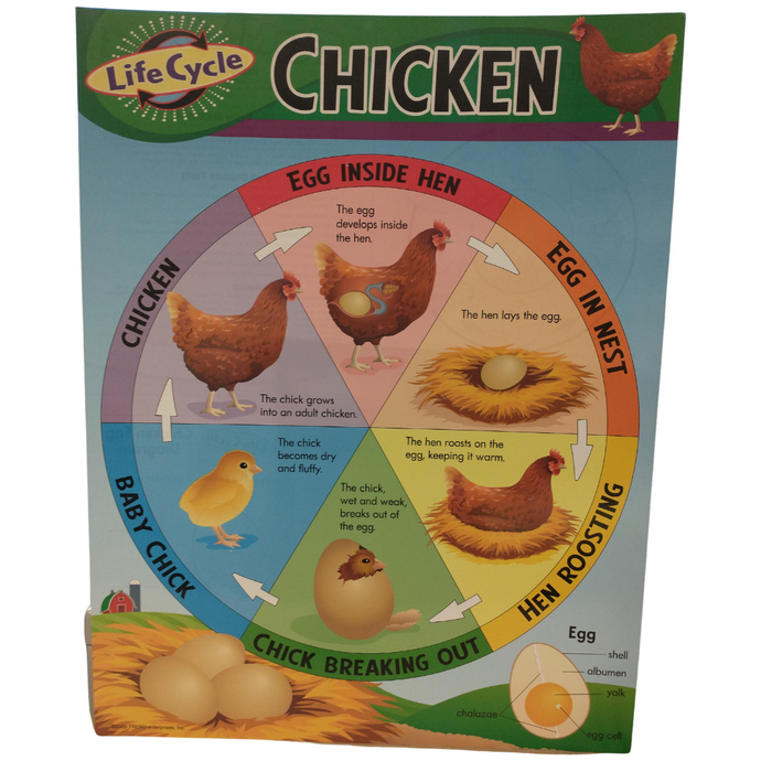 Chicken Life Cycle Poster