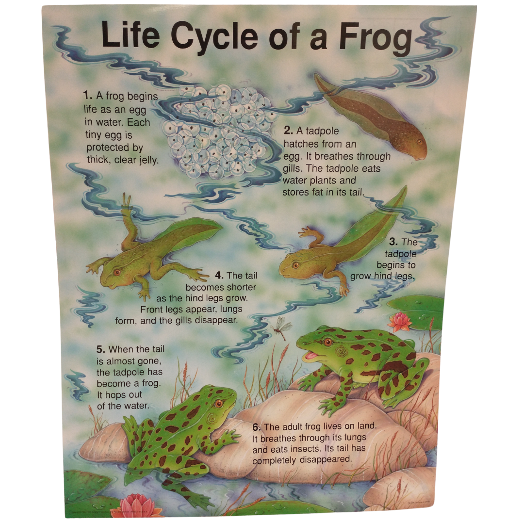 Life Cycle of a Frog Poster – The Science Bank