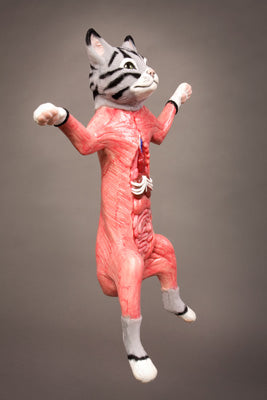 Dissected Cat Model – The Science Bank