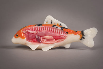 Dissected Fish Model