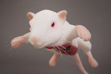 Load image into Gallery viewer, Dissected Rat Model
