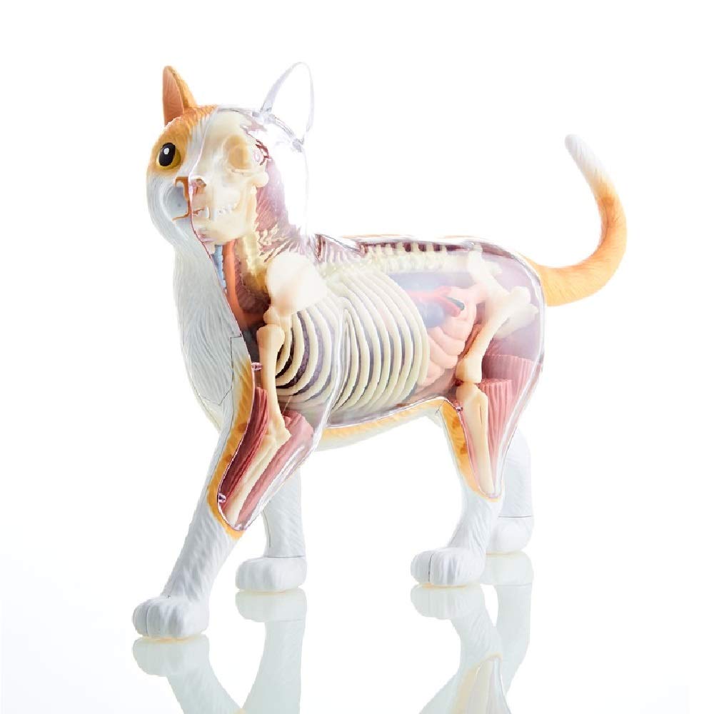 未開封4Dビジョン 三毛猫 解剖モデル 4D VISION Calico Cat