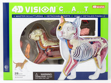 Load image into Gallery viewer, 4D Vision Cat Model - Classroom Set
