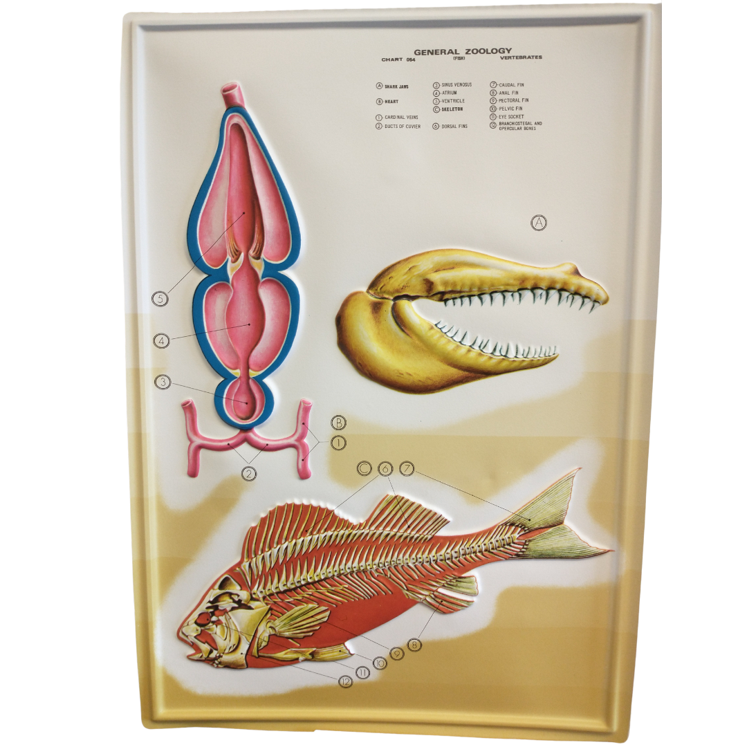 Science Vertebrates Fish 3D General Zoology Charts - Vertebrates – The Science Bank