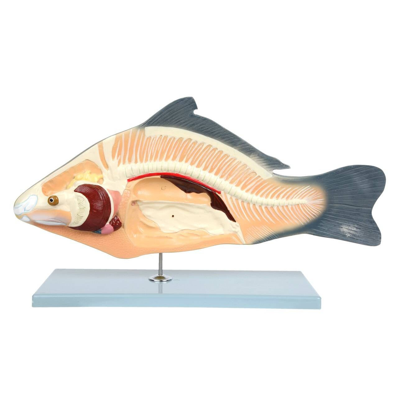 Carp Fish Anatomy Model – The Science Bank